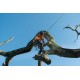 Pilarka akumulatorowa Husqvarna T540i XP® G